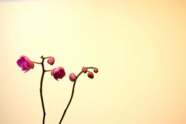 Belle orchidée blanche de phalaenopsis pour le fond, belle fleur rose d'orchidée — Photo