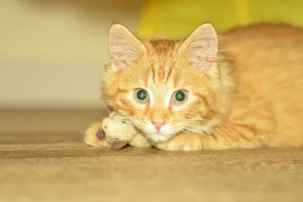 Adorable meowing tabby kitten palying. funny ginger kitty. pet at home — Stock Photo, Image