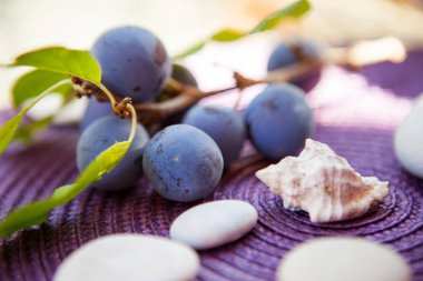 Prunus domestica - Plums on a tree. Dark tasty plums on a green branch behind sunlight. European plum Prunus domestica Cacaks Fruchtbare,