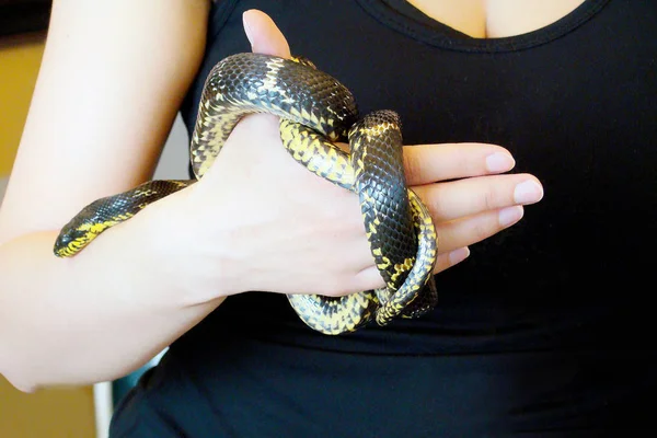 Woman\'s Hands Holding Common Snake. Grass Snake Natrix natrix on a human hands. Person caught a snake and holding her in the hands. The danger of being bitten by a snake.