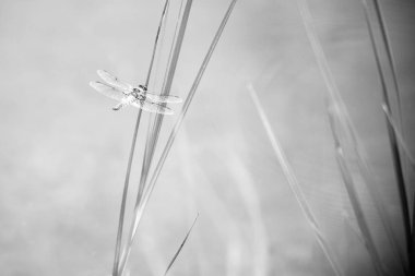 Yeşil çimlerin üzerinde oturan yusufçuk böceği. Yakın yaz zamanı.