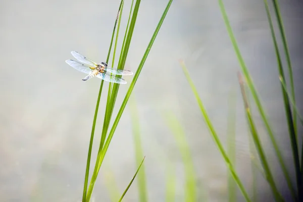 Dragonfly insekt sitter på det gröna gräset. Sommartid nära havet. Trollsländor är flygande insekter. luftburna rovdjur insekt vanligt förekommande nära sötvatten — Stockfoto