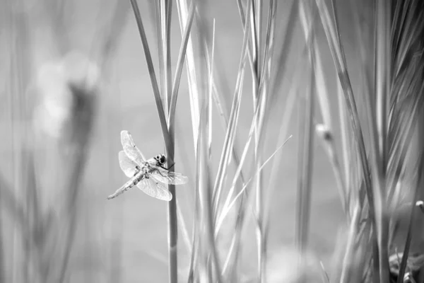 Inseto de libélula sentado na grama verde. Hora de verão perto do rio — Fotografia de Stock