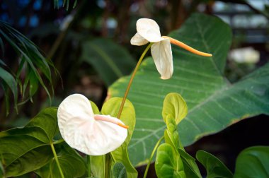 Beyaz Anthurium çiçekli bitki ya da Araceae. Genel olarak kuyruk çiçeği, flamingo çiçeği ve laceleaf olarak bilinir. Tropik bitki örtüsü şekli ve yeşil otlar.