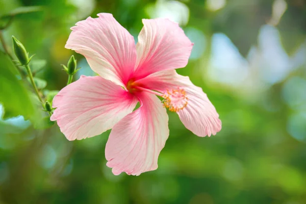 Plante à fleurs rose Hibiscus au jardin tropical. Fleur d'hibiscus en fleurs. Grande fleur de mauve rose . — Photo