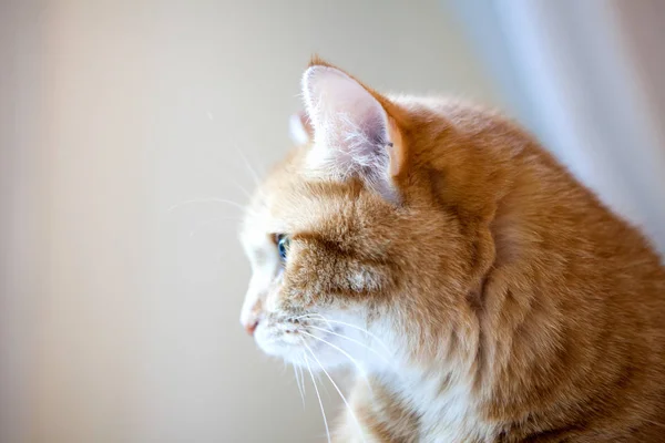 Συναισθηματικό Πορτρέτο Κόκκινα Μάτια Γάτας Αστεία Κόκκινη Γάτα Ζεστή Ατμόσφαιρα — Φωτογραφία Αρχείου