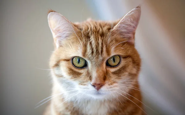 Emotioneel Oranje Gember Kat Ogen Portret Grappige Rode Kat Gezellige — Stockfoto