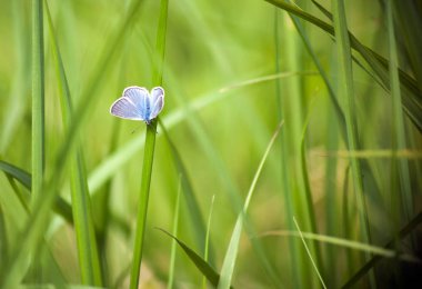 Mavi kelebek, yeşil çimlerin üzerinde Cupido minimus. Bulanık yeşil arka planda mavi kelebek. Yaz dönemi duvar kağıdı