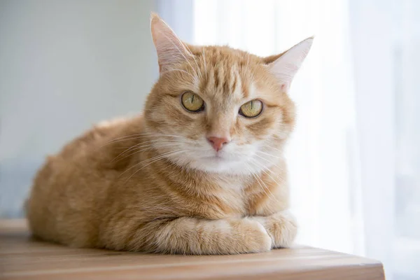 Emotioneel Oranje Gember Kat Ogen Portret Grappige Rode Kat Gezellige — Stockfoto