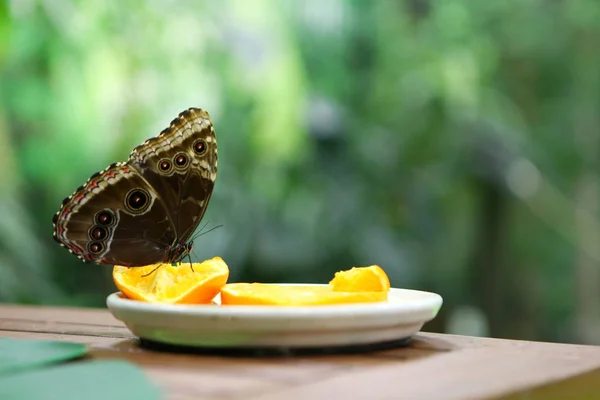 Borboleta Tropical Caligo Atreus Comer Empoleirado Fatia Laranja Prato Alimentar — Fotografia de Stock