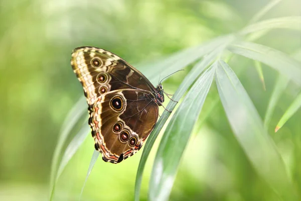 Papillon Tropical Caligo Atreus Assis Sur Herbe Verte Belles Incects — Photo