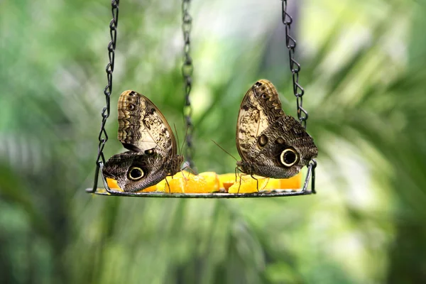 Тропічний Метелик Каліго Атрей Який Їсть Сидячий Оранжевих Шматочках Їсти — стокове фото