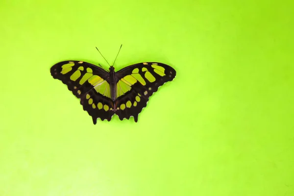 Piękny Niebieski Motyl Papilio Nireus Kobiecej Dłoni Zielonym Tle Tropikalne — Zdjęcie stockowe