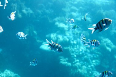 Arka planda su yüzeyi, su altı Karayip denizi olan başçavuş balık okulu. Mısır balık çikletleri