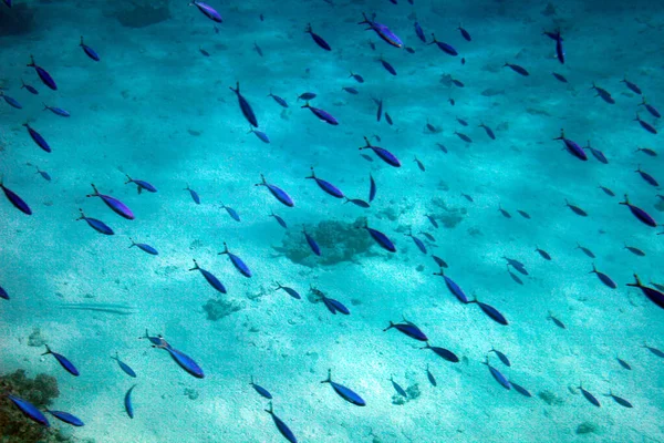 Blaue Fische Tummeln Sich Unter Wasser Roten Meer Ägyptens Blaues — Stockfoto