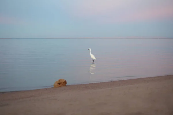 Beautiful White Heron Stands Golden Beach Pink Sunset Selective Focus — Stock Photo, Image