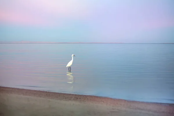white heron -beautiful bird standing on the beach at the blue-pink sunset, selective focus, reflections. Fantastic terrific dreamlike romantic landscape. Concept of paradise - ideal beach exotic vacation. Sharm el Sheikh.