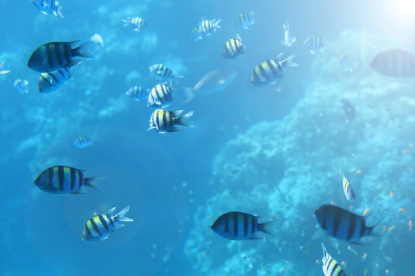 Breathtaking underwater view of mackerel fish school feeding on plankton under the surface of Red Sea, Egypt, with sun rays going down to the bottom. red sea fish underwater. Magnificent Underwater Life