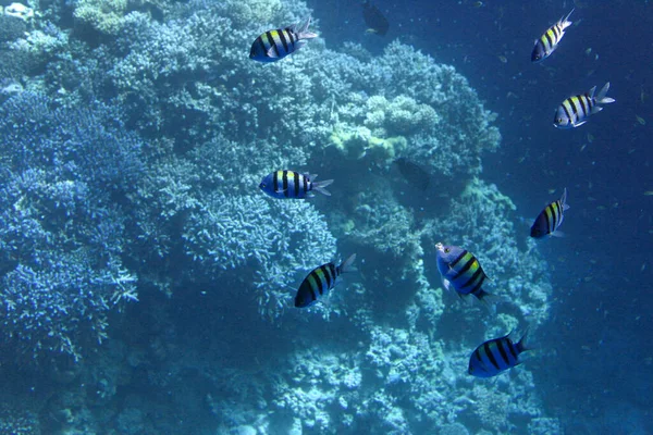 Breathtaking underwater view of mackerel fish school feeding on plankton under the surface of Red Sea, Egypt, with sun rays going down to the bottom. red sea fish underwater. Magnificent Underwater Life