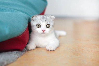 İngilizler evde kısa saçlı kedi yavrusu katlıyorlar. Şirin ve sevimli küçük İngiliz kedicik.