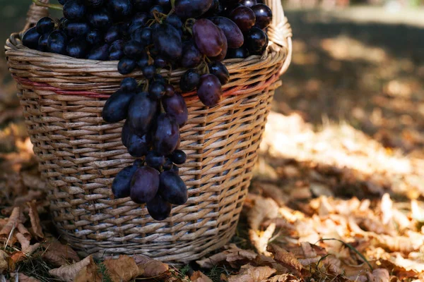 Sonbahar Ormanındaki Sepetin Orada Koyu Üzümler Bokeh Geçmişi Sonbahar Eylül — Stok fotoğraf