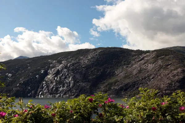 Blühende Blumen Fjord Wasserfall Langfossand Geiranger Fjord Norwegen Natur Freien — Stockfoto