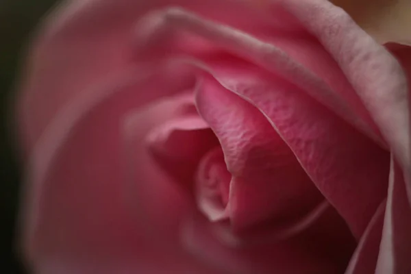 Sfondo Floreale Rosa Tenera Fioritura Rose Macrofotografia — Foto Stock