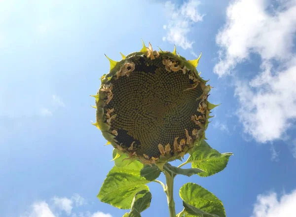 From such sunflower squeeze sunflower oil have made. Large sunflower with ripe black seeds. huge sunflower in full bloom infront of the blue sky.