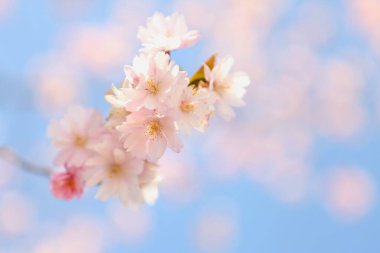 Soyut, yumuşak bir arka plan, kiraz çiçekleri ve çekim sırasında güneş ışığı. Seçici odak resmi. İlkbaharda açan kiraz çiçekleri