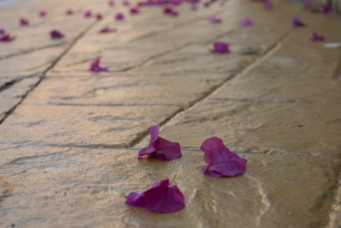 Eski taş döşeme üzerinde düşmüş çiçeği yaprakları