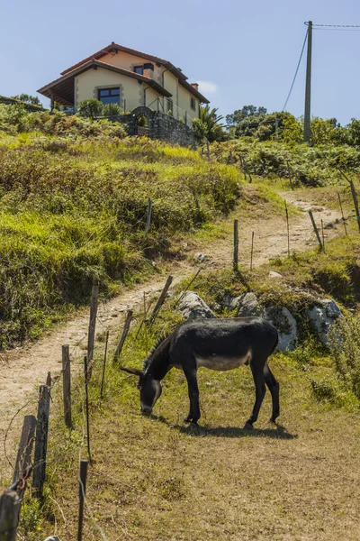 Осёл в сельской местности — стоковое фото