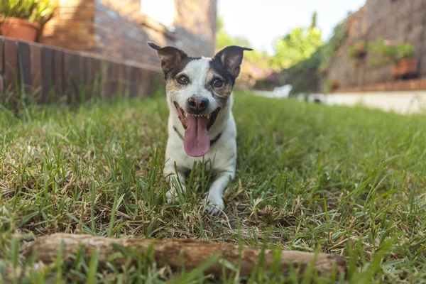 Gelukkig Jack Russell Terriër spelen met een stok in de achtertuin — Stockfoto