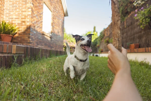 Glücklicher Jack Russell Terrier, der mit einem Stock im Hinterhof spielt — Stockfoto