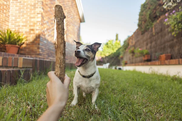 Glücklicher Jack Russell Terrier, der mit einem Stock im Hinterhof spielt — Stockfoto