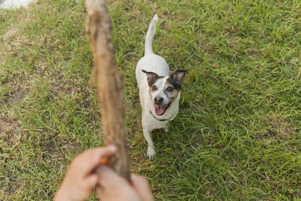 Happy Jack Russell terrier bermain dengan tongkat di halaman belakang — Stok Foto