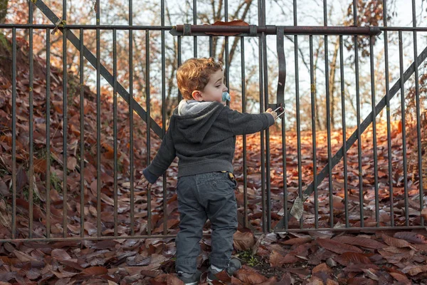 后视男孩站在地板上满是树叶。秋天背景 — 图库照片