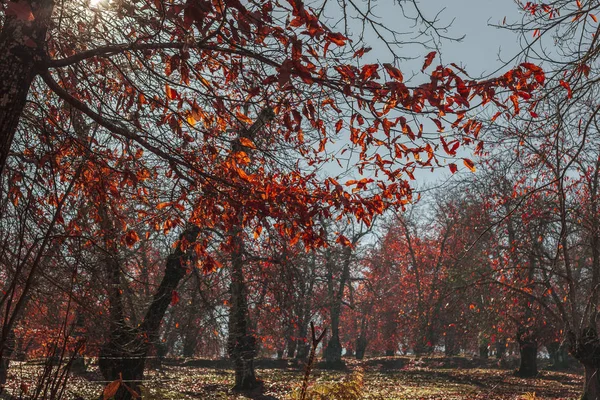 A luz do sol vem através das árvores em um campo cheio de folhas de laranja — Fotografia de Stock