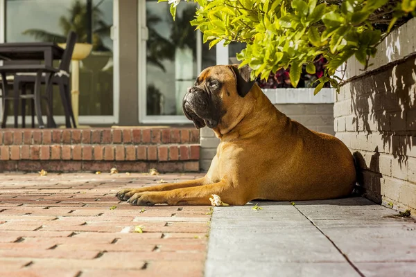 Schöner und eleganter Bulldogge auf dem Boden liegend sicher k — Stockfoto