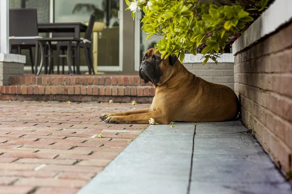Bulldoggen sichern das Haus. Florenz. USA — Stockfoto