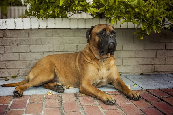 Beautiful and elegant bullmastiff dog lying on the ground safe k