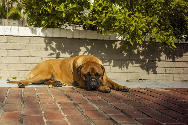 Niedliche Bulldogge ruht auf dem Boden — Stockfoto