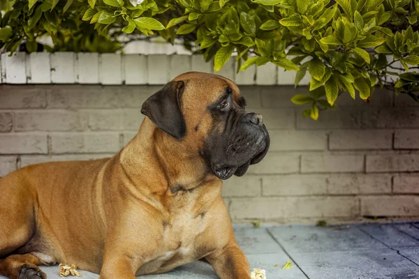 Chiudere bello bullmastiff cane sicuro mantenendo la casa — Foto Stock