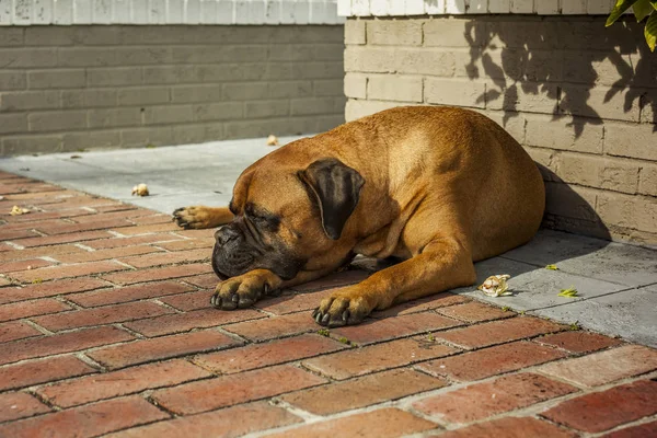 Cute bullmastiff dog resting on the ground — Stock Photo, Image