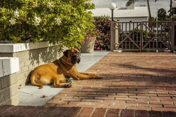Schöner und eleganter Bulldogge auf dem Boden liegend. flori — Stockfoto
