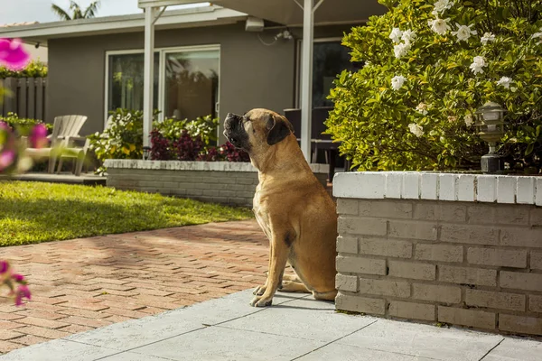 Bulldogge sonnt sich im Hinterhof — Stockfoto
