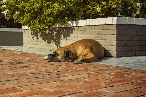 Bullmastiff dog sunbathing in the backyard — Stock Photo, Image