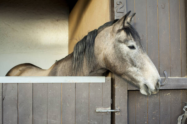 Horse lean out the wood window of the stables