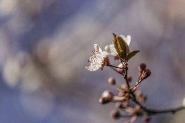 Prunus cerasifera pembe çiçek. Çiçek. Bahar. 