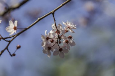 Prunus cerasifera pembe çiçek. Çiçek. Bahar. Mavi gökyüzü