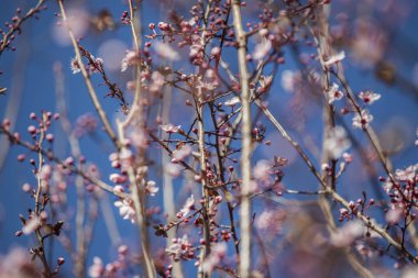Prunus cerasifera pembe çiçek. Çiçek. Bahar. 